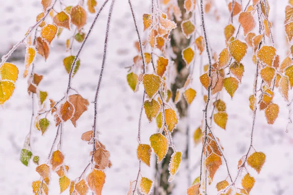 Frosted Birch Branch Yellow Leaves Park Natural Outdoor Winter Background — Stock Photo, Image