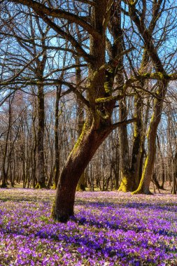 İnanılmaz doğa manzarası, meşe ormanlarında büyüyen mor tarlalar ya da safran çiçekleri, manzaralı manzaralar, Avrupa 'da mevsimsel arka plan, ilkbaharın başlarında