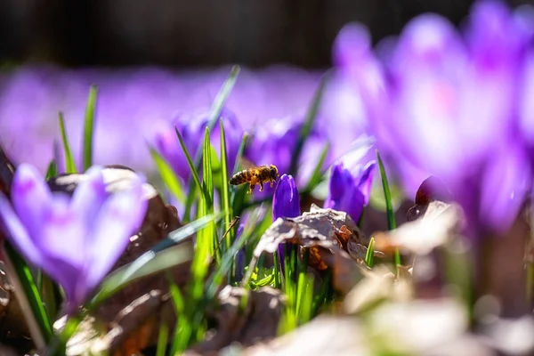 Blommande Saffran Äng Med Lila Blommor Och Flygande Naturlig Vår — Stockfoto
