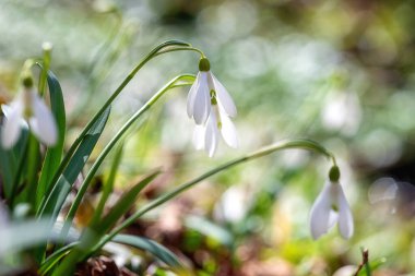 Güzel beyaz kar damlası ya da vahşi doğada büyüyen galanthus çiçekleri, güzel ilkbahar güneşli açık hava arka planında parıltılar, Avrupa 'da ilkbahar başları