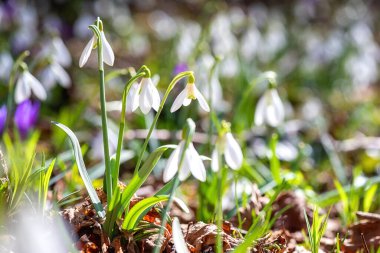 Güzel beyaz kar damlası ya da vahşi doğada büyüyen galanthus çiçekleri, güzel ilkbahar güneşli açık hava arka planında parıltılar, Avrupa 'da ilkbahar başları