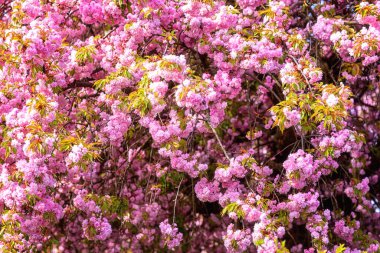Çiçekli ağaç dalları, güzel pembe çiçekler, sakura çiçekleri (Japon kirazı) bahar güneşli bahçesinde, doğal çiçek arkaplanı