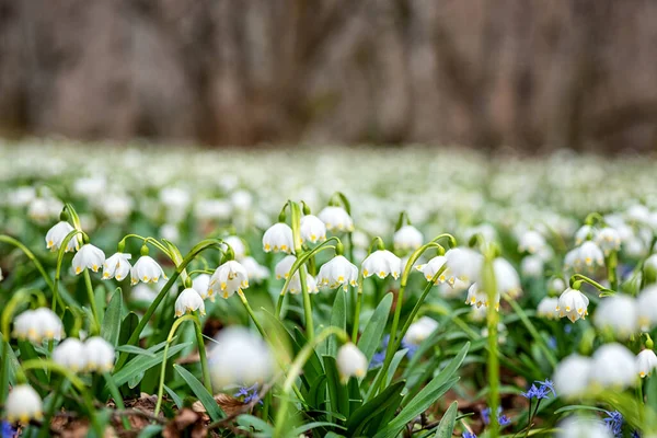 Blommande Äng Med Vackra Vilda Växande Vita Snöflingor Blommor Leucojum — Stockfoto