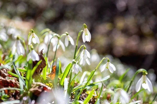 Lovely White Snowdrop Galanthus Flowers Growing Wild Nature Beautiful Springtime — Stock Photo, Image