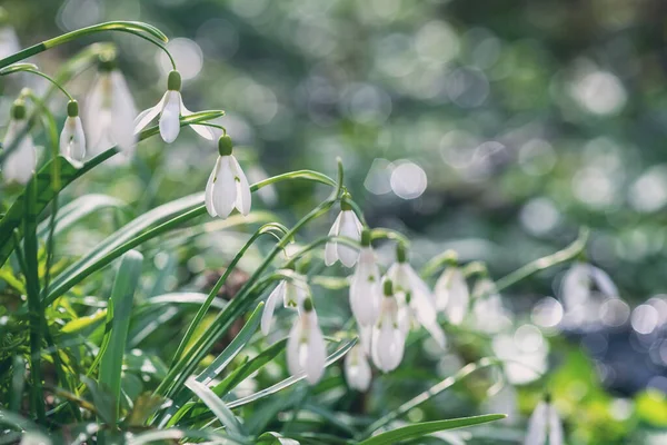 Härliga Vita Snöfall Eller Galanthus Blommor Som Växer Den Vilda — Stockfoto