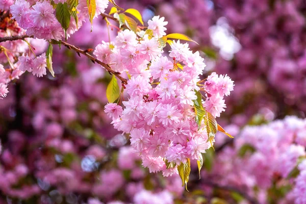 Bella Carta Parati Con Fiori Rosa Fioritura Sakura Ciliegia Giapponese — Foto Stock