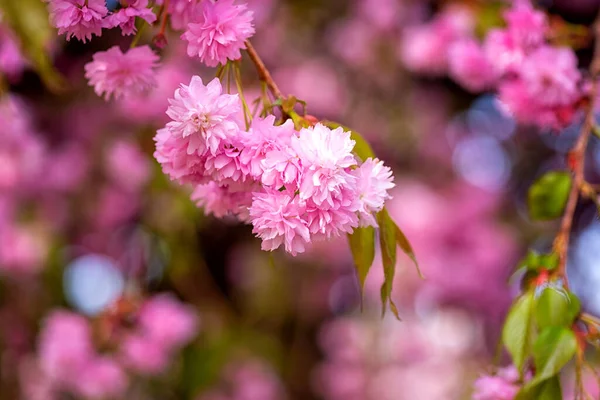 Beautiful wallpaper with pink flowers, blossoming of sakura (japanese cherry) in spring sunny garden, natural floral background