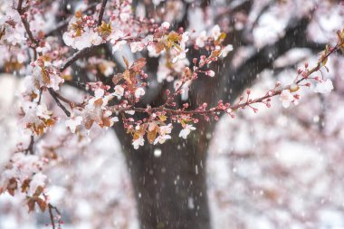 Bahar bahçesinde çiçek açan Japon kiraz ağacı güzel açık pembe çiçekler ve nisan ayında beklenmeyen kar, doğal botanik arka plan. Anomali hava ve iklim değişikliği kavramı