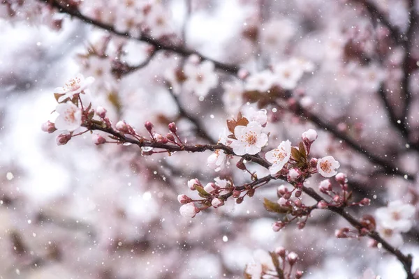 Blühender Japanischer Kirschbaum Frühlingsgarten Mit Schönen Hellrosa Blüten Und Unerwartetem — Stockfoto