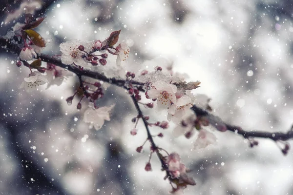 Schnee Frühlingsgarten Blühender Japanischer Kirschbaum Mit Schönen Hellrosa Blüten Während — Stockfoto