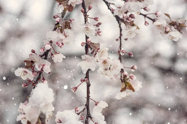 Nieve Jardín Primavera Cerezo Japonés Flor Con Hermosas Flores Color —  Fotos de Stock