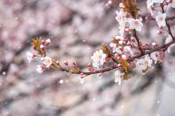 Blühender Japanischer Kirschbaum Frühlingsgarten Mit Schönen Hellrosa Blüten Und Unerwartetem — Stockfoto