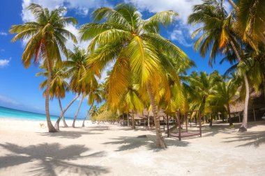 Beyaz kumlu, hindistan cevizi palmiyeli, deniz mavisi gökyüzü, dış dünya seyahati, yaz tatili konsepti, doğal duvar kâğıdı. Karayipler, Saona Adası, Dominik Cumhuriyeti