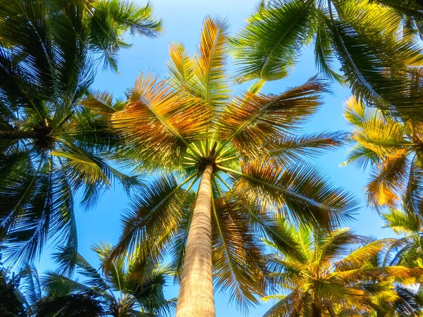 Kokospalmen Mit Schönen Grünen Blättern Kokosnüssen Und Blauem Himmel Outdoor — Stockfoto