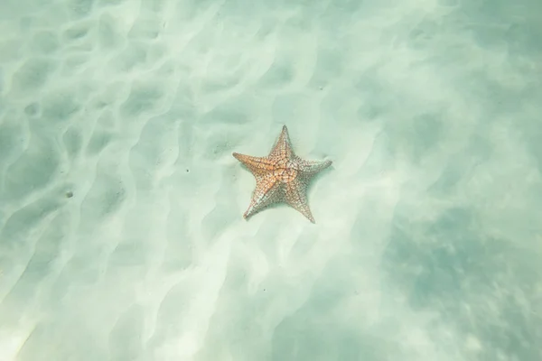 Niesamowite Rozgwiazdy Piaszczystym Dnie Oceanu Dzika Przyroda Mórz Tropikalnych Naturalne — Zdjęcie stockowe