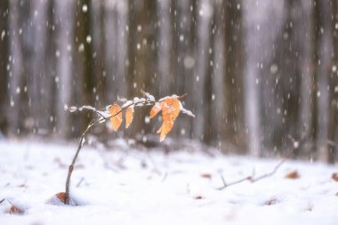 Beautiful winter landscape with beech forest in snow, trees and frosted leaves, outdoor travel natural background