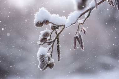 Frosted alder branch with fruits in snow during snowfall, beauty of nature, natural outdoor winter background
