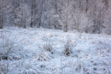 Scenic winter landscape with frosted grass and trees, outdoor travel seasonal background, Carpathians