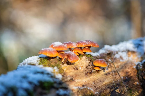 Champiñones Comestibles Invierno Flammulina Velutipes Que Crecen Tronco Del Árbol —  Fotos de Stock