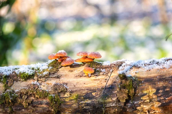 Βρώσιμα Μανιτάρια Του Χειμώνα Flammulina Velutipes Αυξάνεται Στον Κορμό Του — Φωτογραφία Αρχείου