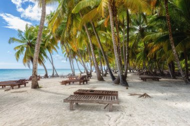 Terk edilmiş tropikal cennet plaj tatil beldesi, Covid 19 nedeniyle, Atlantik kıyısının güzel bir yerinde Hindistan cevizi palmiyesi ormanı, Saona adası, Dominik Cumhuriyeti