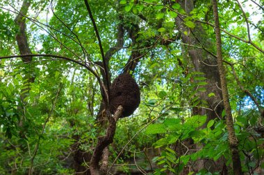 Ağaçtaki termit yuvası tropikal bir ormanda, doğal arka plan, Dominik Cumhuriyeti