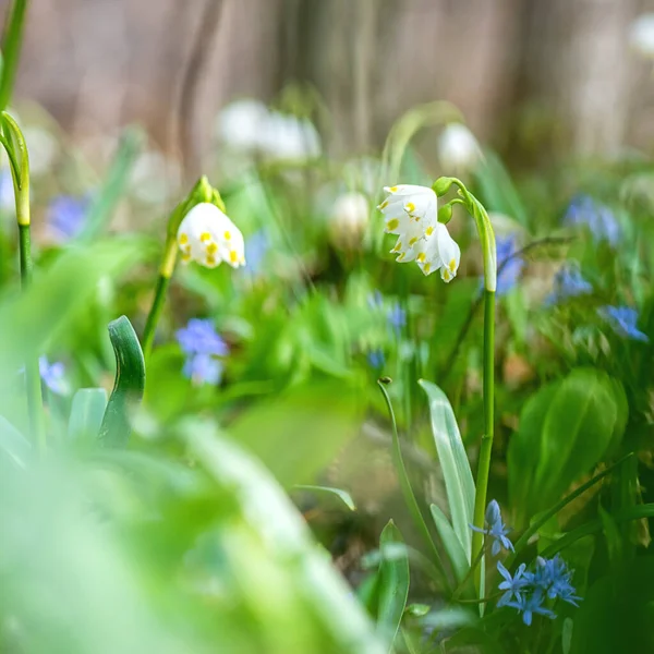 Härliga Vita Våren Snöflingor Blommor Leucojum Vernum Växer Tidig Vår — Stockfoto