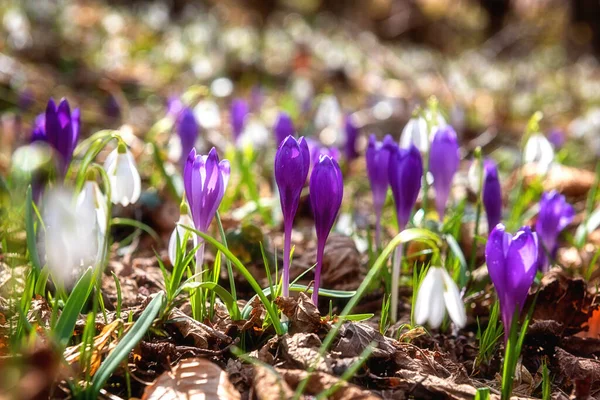 Vildväxande Första Våren Blommor Sällsynta Violett Krokus Eller Saffran Och — Stockfoto