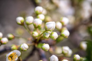Bahar bahçesindeki çiçek açan kiraz ağacının dallarında taze beyaz tomurcuklar, doğal açık mevsimlik arka plan