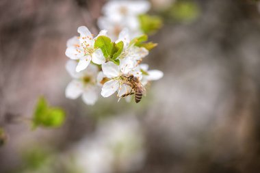 Arı, bahar bahçesinde çiçek açan kiraz ağacının güzel beyaz çiçeklerinden nektar toplar. Açık havada, arka planda fotokopi alanı olan doğal bir bitki.