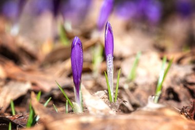 İlkbaharın narin ve güçlü tomurcukları. Menekşe renginde, ya da güneşli ormanda safran çiçekleri, doğal arka plan.