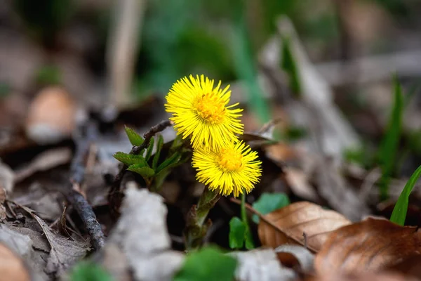 Цветение Диких Растущих Туссилаго Фарфара Coltsfoot Солнечными Желтыми Цветами Лесу — стоковое фото