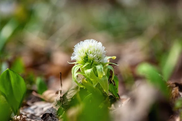 Fleur Herbe Butterbur Blanc Petasites Albus Poussant État Sauvage Avec — Photo