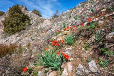Güzel kırmızı lale çiçekleriyle Chimgan dağlarının çiçekli tepeleri, kayalarla, yürüyüş yollarıyla ve mavi gökyüzüyle muhteşem tabiat manzarası, seyahat geçmişi, Özbekistan, Taşkent bölgesi