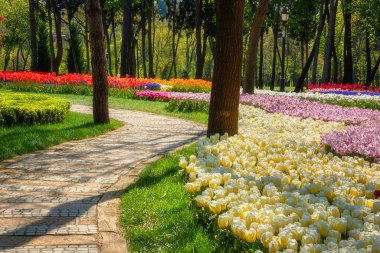Büyüleyici çiçek açan bahçe, İstanbul 'daki ünlü Türk parkı Emirgan Korusu bahar lale festivali sırasında, farklı çiçekler, açık hava seyahati ve botanik geçmişi olan doğa güneşli manzara, Türkiye