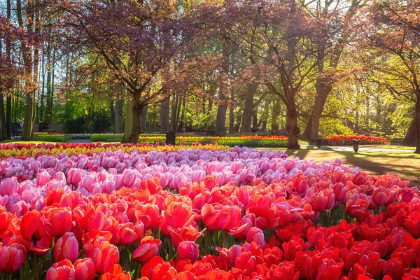 Fantastisk Blommande Keukenhof Kunglig Trädgård Våren Med Massor Färgglada Tulpanblommor — Stockfoto