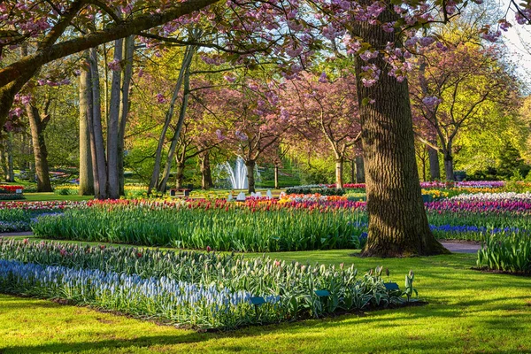 Keukenhof Königlicher Garten Frühling Malerischer Blick Auf Sonnigen Park Mit — Stockfoto