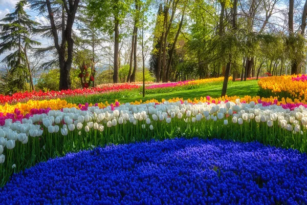 素晴らしい開花庭 春のチューリップ祭りの間にイスタンブールの有名なトルコの公園Emirgan Korusu 異なる花 屋外旅行と植物の背景を持つ自然日当たりの良い風景 トルコ — ストック写真