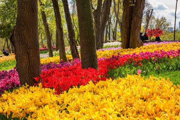 Удивительный цветущий сад, знаменитый турецкий парк Emirgan Korusu в Стамбуле во время весеннего фестиваля тюльпанов, природа солнечный пейзаж с различными цветами, открытый туризм и ботанический фон, Турция