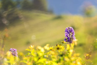 Carpathian dağlarında yaz mevsimi. Dağlık çayırların manzarası vahşi çiçekler ve taze yeşil çimenler, güzel manzara, dış seyahat arka planı.