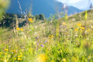 Carpathian dağlarında yaz mevsimi. Dağlık çayırların manzarası vahşi çiçekler ve taze yeşil çimenler, güzel manzara, dış seyahat arka planı.