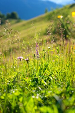 Carpathian dağlarında yaz mevsimi. Dağlık çayırların manzarası vahşi çiçekler ve taze yeşil çimenler, güzel manzara, dış seyahat arka planı.