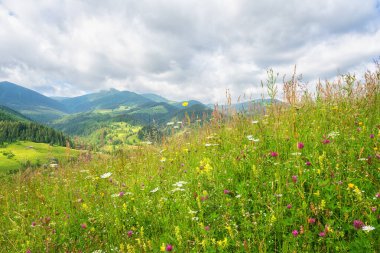 Carpathian dağlarında yaz mevsimi. Yeşil alp çayırının manzarası. Karmaşık otlar, büyüyen yabani çiçekler, dağ sıraları ve bulutlu gökyüzü, güzel manzara, dış dünya seyahati.