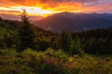 İnanılmaz günbatımı dağ manzarası. Yeşil yaz tepesinin muhteşem manzarası ve bulutlu renkli gökyüzü, doğal dış seyahat arka planı, Karpatya Biyosferi rezervi