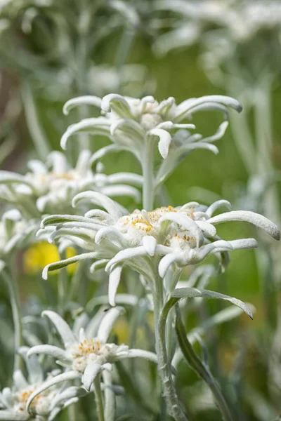 Blühendes Seltenes Edelweiß Mit Schöner Weißer Windelblume Auf Der Alm — Stockfoto