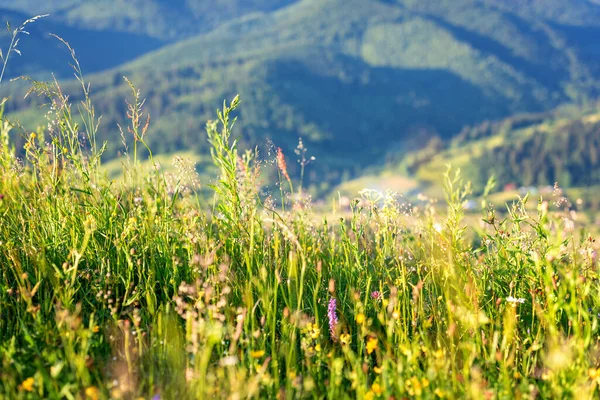 Lato Karpatach Widok Alpejską Łąkę Dziko Rosnącymi Kwiatami Świeżą Zieloną — Zdjęcie stockowe
