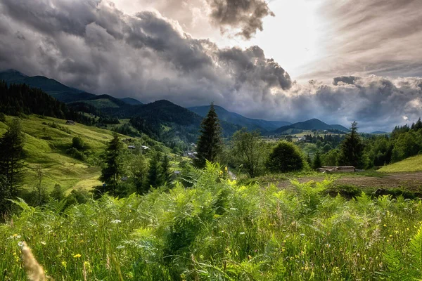Lato Karpatach Malowniczy Widok Zieloną Alpejską Łąkę Świeżą Trawą Pasmem — Zdjęcie stockowe