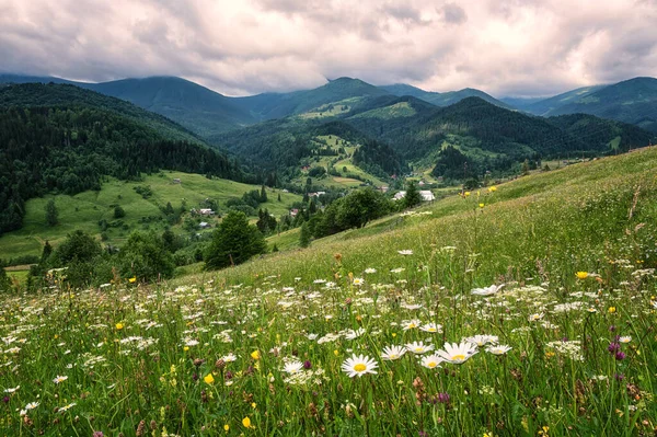 Lato Karpatach Widok Zieloną Alpejską Łąkę Trawą Dziko Rosnącymi Kwiatami — Zdjęcie stockowe