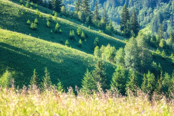 Lato Karpatach Widok Zielone Wzgórze Górskie Świeżą Trawą Drzewami Piękny — Zdjęcie stockowe