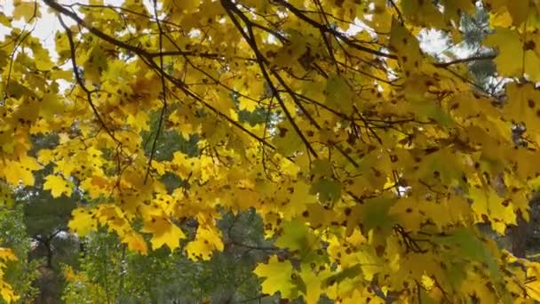 Sonbahar Akçaağaç Yaprakları Şehir Parkında — Stok video